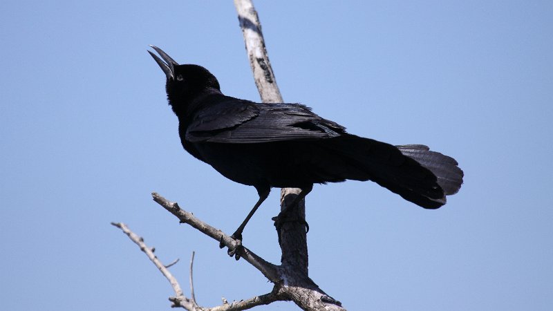 Boat-tailed Grackle High Island_2010_04_24_3907.JPG